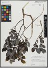 Foto von Salix apennina A. K. Skvortsov